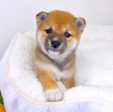 柴犬(豆柴)