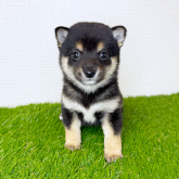 柴犬(豆柴)