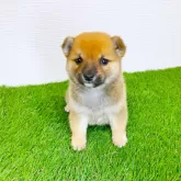 豆柴【広島県・男の子・2025年9月24日・赤】の写真12