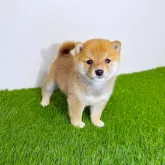 豆柴【広島県・男の子・2025年10月9日・赤】の写真2