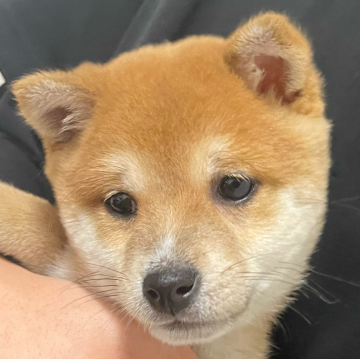 柴犬(豆柴)【広島県・男の子・2023年10月28日・赤】の写真「人懐っこい可愛い男の子です！🍀」