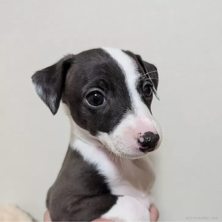 ID:2412-01108の子犬