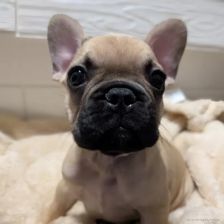 フレンチブルドッグ【愛媛県・男の子・2025年10月11日・フォーン】の写真1