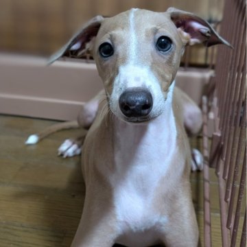 イタリアングレーハウンド【愛媛県・男の子・2025年5月13日・ブルーフォーン】の写真「元気いっぱい😃次男🐾」