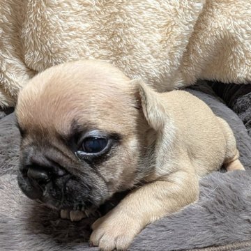 フレンチブルドッグ【愛媛県・男の子・2025年10月11日・フォーン】の写真「おっきく育った末っ子♂️」