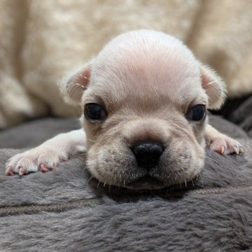 フレンチブルドッグ【愛媛県・男の子・2025年10月11日・クリーム】の写真「可愛くてまん丸な長男♂️」