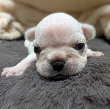 フレンチブルドッグ【愛媛県・男の子・2025年10月11日・クリーム】の写真「可愛くてまん丸な長男♂️」