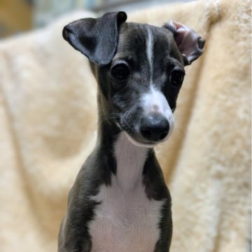 イタリアングレーハウンド【愛媛県・男の子・2025年8月11日・シール&ホワイト】の写真「一番小さな末っ子🐾即日のお迎え可能‼️」