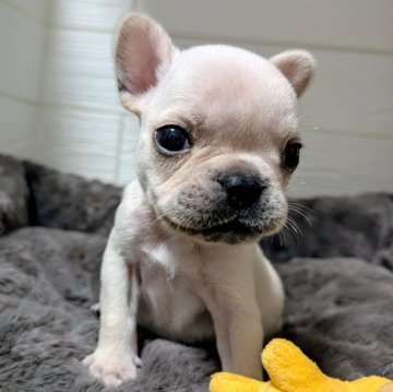 フレンチブルドッグ【愛媛県・男の子・2025年10月11日・クリーム】の写真「可愛くてまん丸な長男♂️」