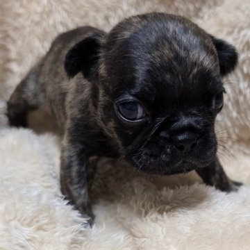 フレンチブルドッグ【愛媛県・女の子・2025年10月11日・ブリンドル】の写真「タイガーブリンドルの女の子💕」