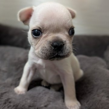 フレンチブルドッグ【愛媛県・男の子・2025年10月11日・クリーム】の写真「可愛くてまん丸な長男♂️」