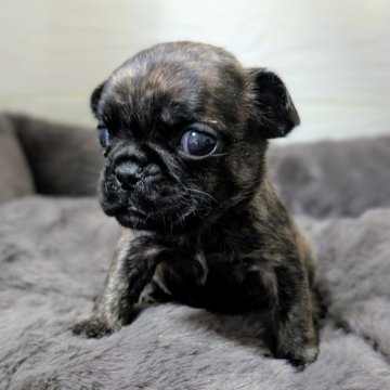 フレンチブルドッグ【愛媛県・女の子・2025年10月11日・ブリンドル】の写真「タイガーブリンドルの女の子💕」