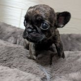 フレンチブルドッグ