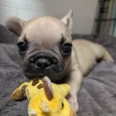 フレンチブルドッグ