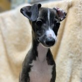 イタリアングレーハウンド