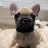 フレンチブルドッグ【愛媛県・男の子・2025年10月11日・フォーン】の写真1