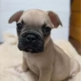 フレンチブルドッグ