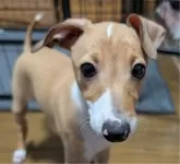 イタリアングレーハウンド【愛媛県・男の子・2024年11月9日・レッド&ホワイト】の写真10