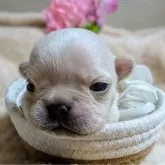 フレンチブルドッグ【愛媛県・男の子・2024年12月19日・クリーム】の写真10