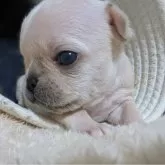 フレンチブルドッグ【愛媛県・男の子・2024年12月19日・クリーム】の写真4