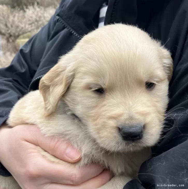 ID：2603-03285の子犬