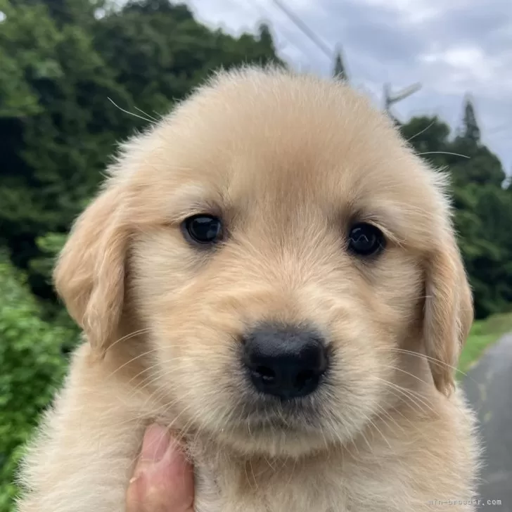 ID:2507-07759の子犬