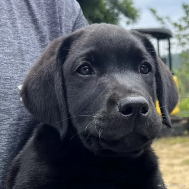 たま 様のお迎えした子犬