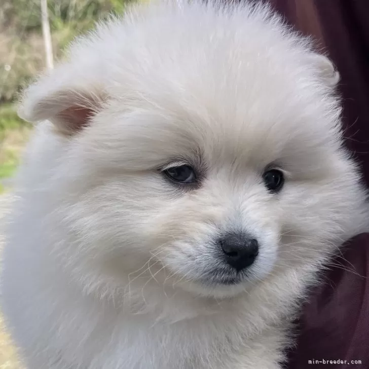 ID：2503-06691の子犬