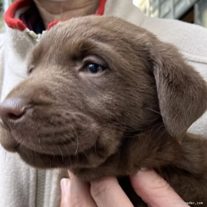 ID:2502-05366の子犬