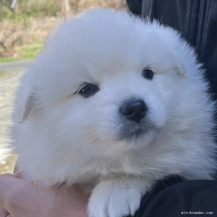 ID:2503-06524の子犬