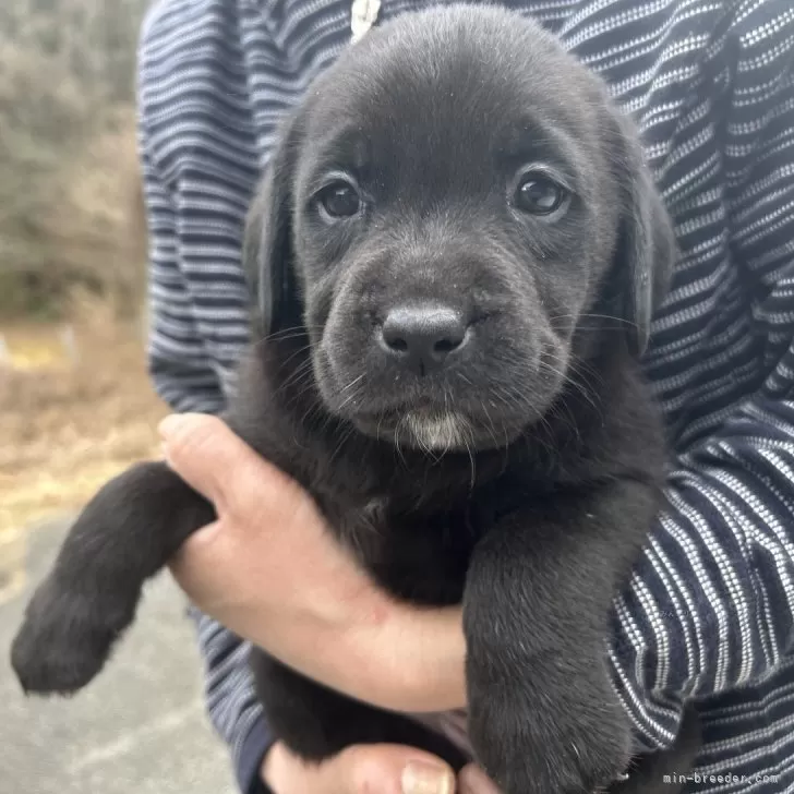 ラブラドールレトリバー【福島県・女の子・2025年11月5日・ブラック】の写真1「あごに白が有ります」