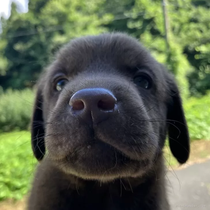 ID：2507-07434の子犬