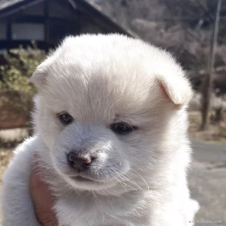 豆柴【福島県・男の子・2026年2月2日・白】の写真1「一人っ子です」