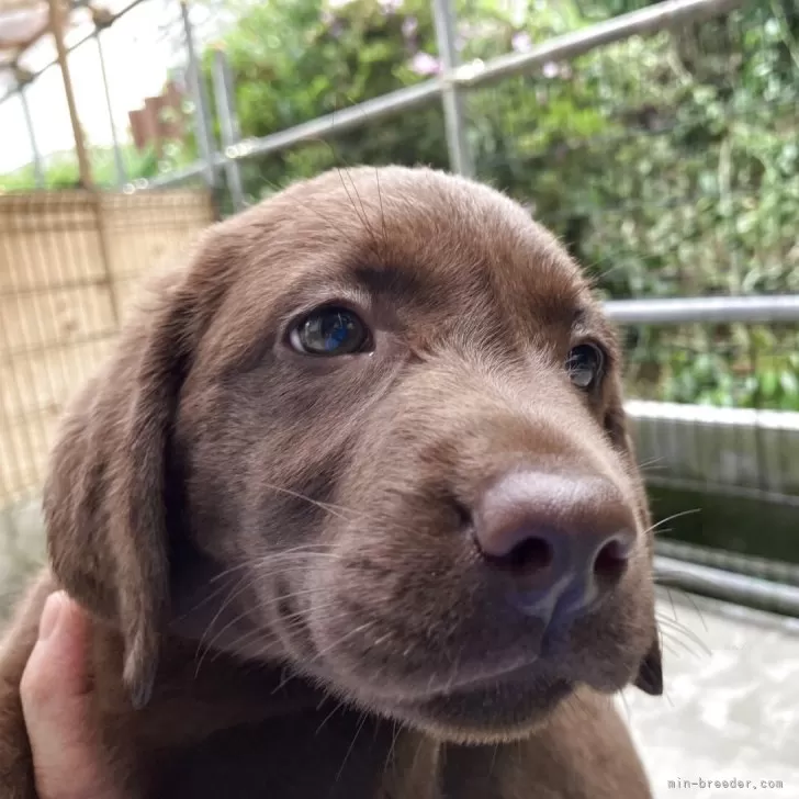 ID：2506-06186の子犬