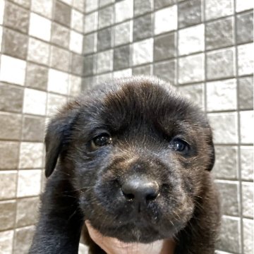 ラブラドールレトリバー【福島県・女の子・2025年11月5日・ブラック】の写真「可愛い女の子」