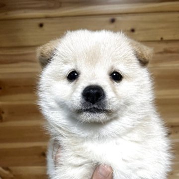 ポメ柴(ポメラニアン×柴犬)【福島県・女の子・2025年9月1日・クリーム】の写真「めちゃくちゃちいさいです。」