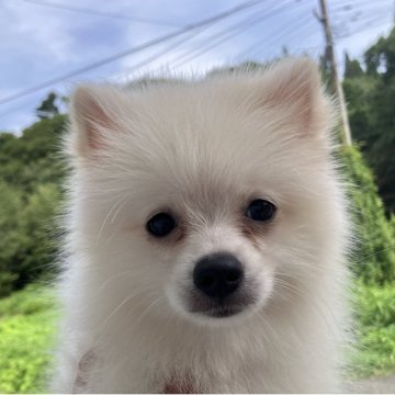 ミックス(日本スピッツ×ポメラニアン)【福島県・男の子・2025年5月23日・クリーム】の写真「おっとりな男の子」