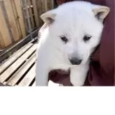 北海道犬【福島県・男の子・2025年2月20日・白】の写真1「大きくなって兄弟元気に走り回ってます。」