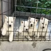 北海道犬【福島県・男の子・2025年2月20日・白】の写真2「可愛いです。」
