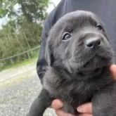 ラブラドールレトリバー【福島県・男の子・2025年4月17日・ブラック】の写真3