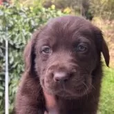 ラブラドールレトリバー【福島県・女の子・2025年3月6日・チョコレート】の写真3「大きくなりました。」