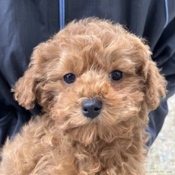 ID：2302-04399の子犬