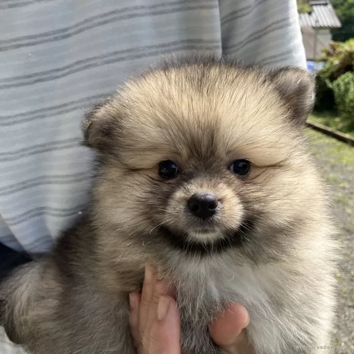 ID:2406-05766の子犬