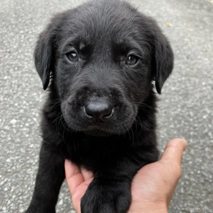 ID：2305-03914の子犬
