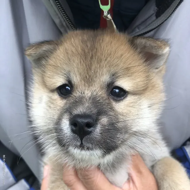 ID：2110-01286の子犬