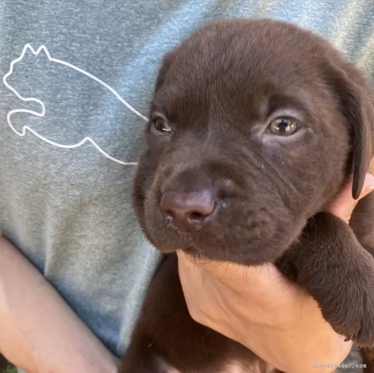 ID：2407-02831の子犬