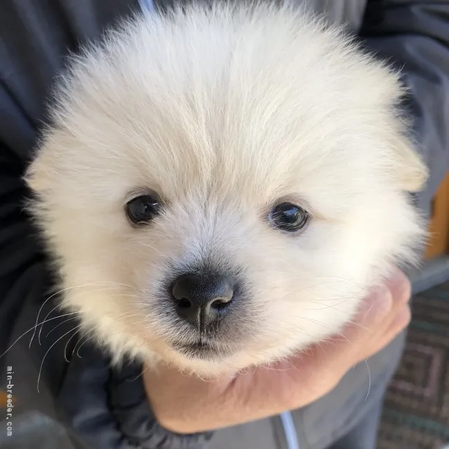 ID:2204-00140の子犬