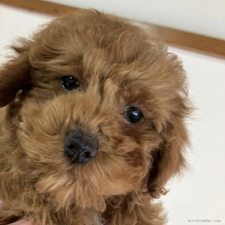ID：2212-01036の子犬