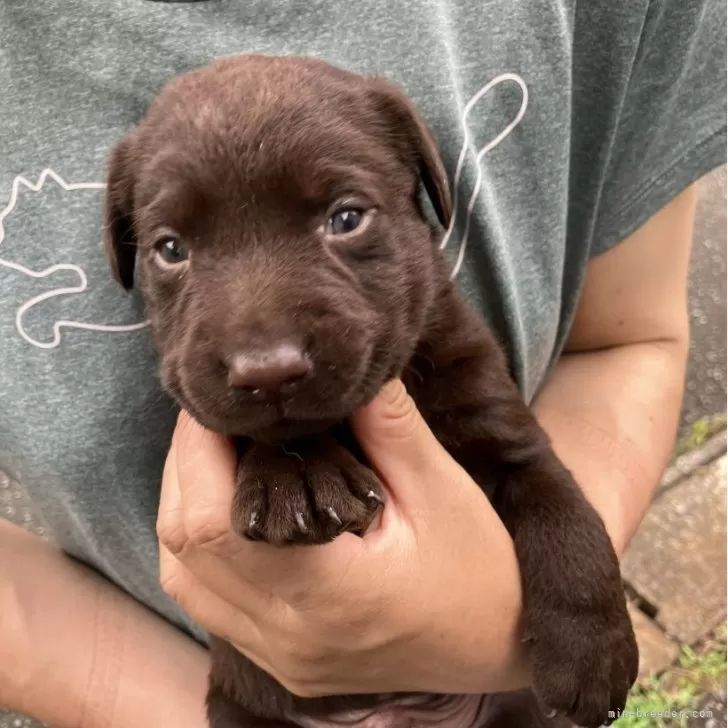 ID：2407-02822の子犬