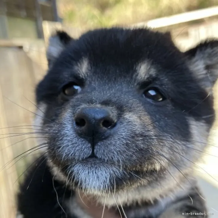 ID：2302-02793の子犬